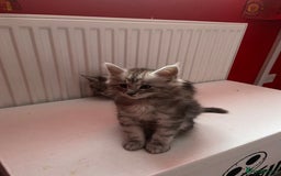 Maine Coon cats for sale: Ready Now Maine Coon kittens - Image 12