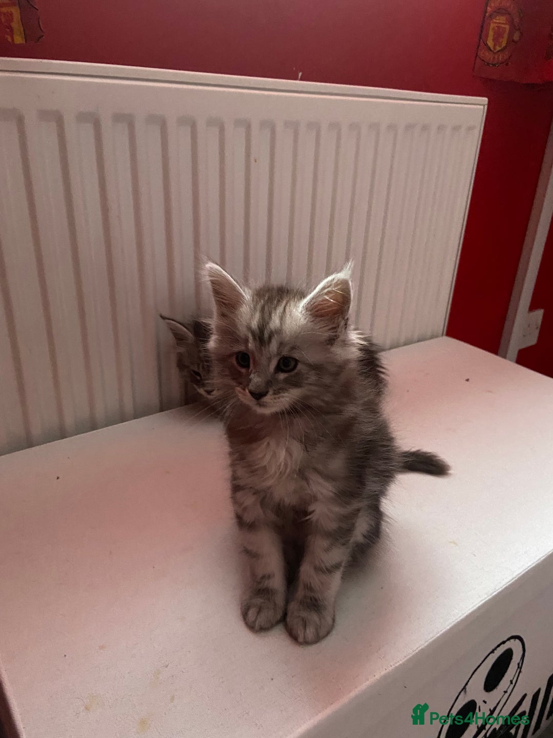 Maine Coon cats for sale: Ready Now Maine Coon kittens - Image 12