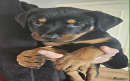 Mixed Breed dogs for sale: Rottweiler x American Staffy Puppies - Image 14