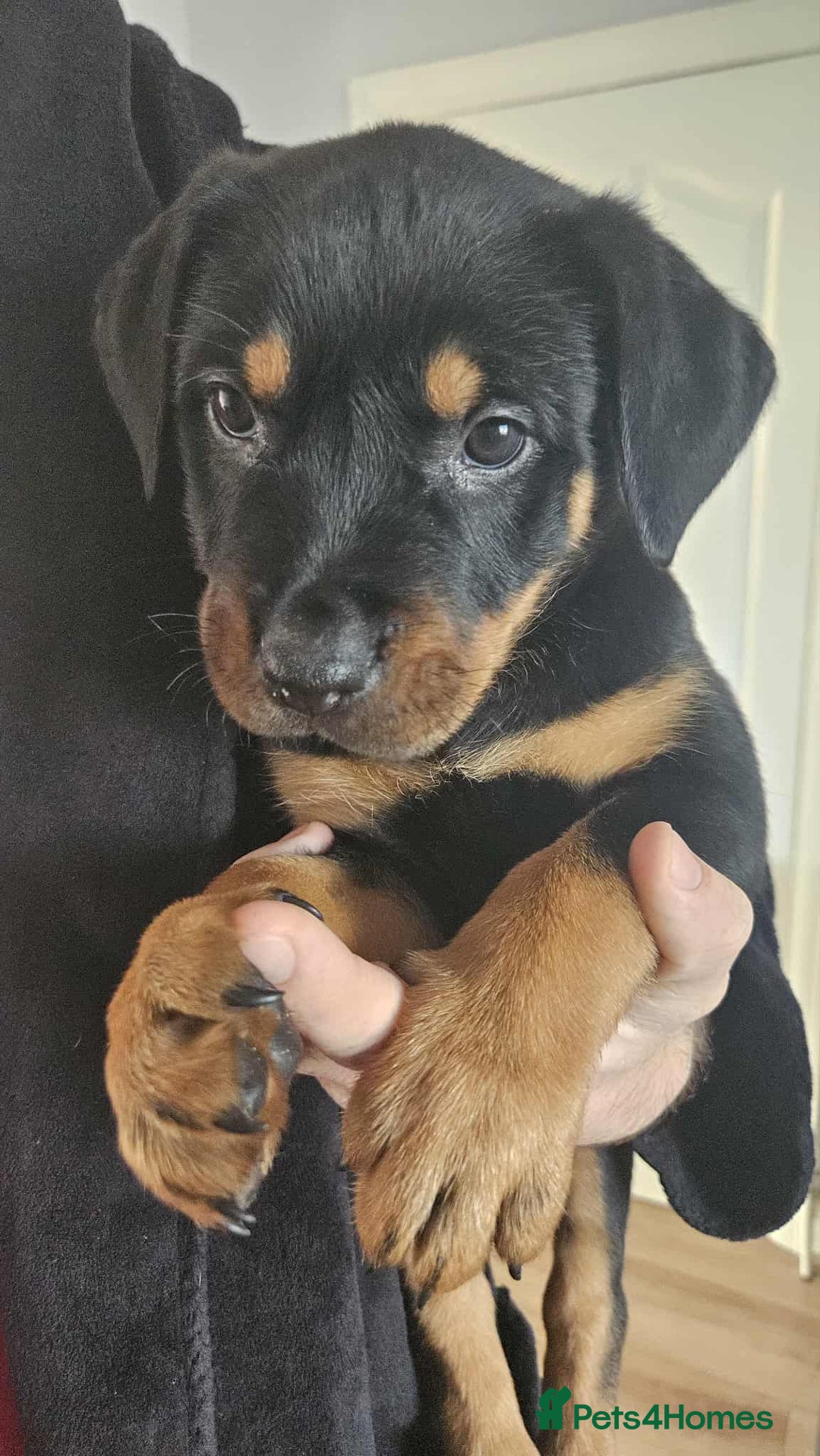 Mixed Breed dogs for sale: Rottweiler x American Staffy Puppies - Image 14