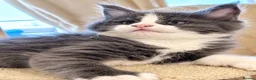 Maine Coon cats for sale: Pure Maine Coon kittens for sale  in Mansfield - Advert 11