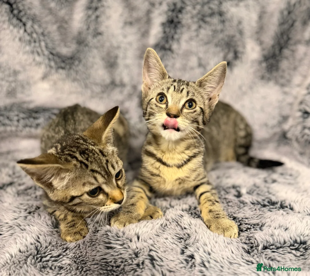 Mixed Breed cats for sale: 4 gorgeous kittens  - Advert 4