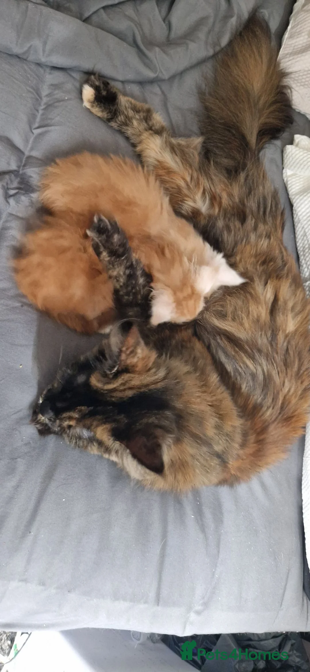 Maine Coon cats for sale: 3xmale 1 x Female maine coon kittens - Advert 2