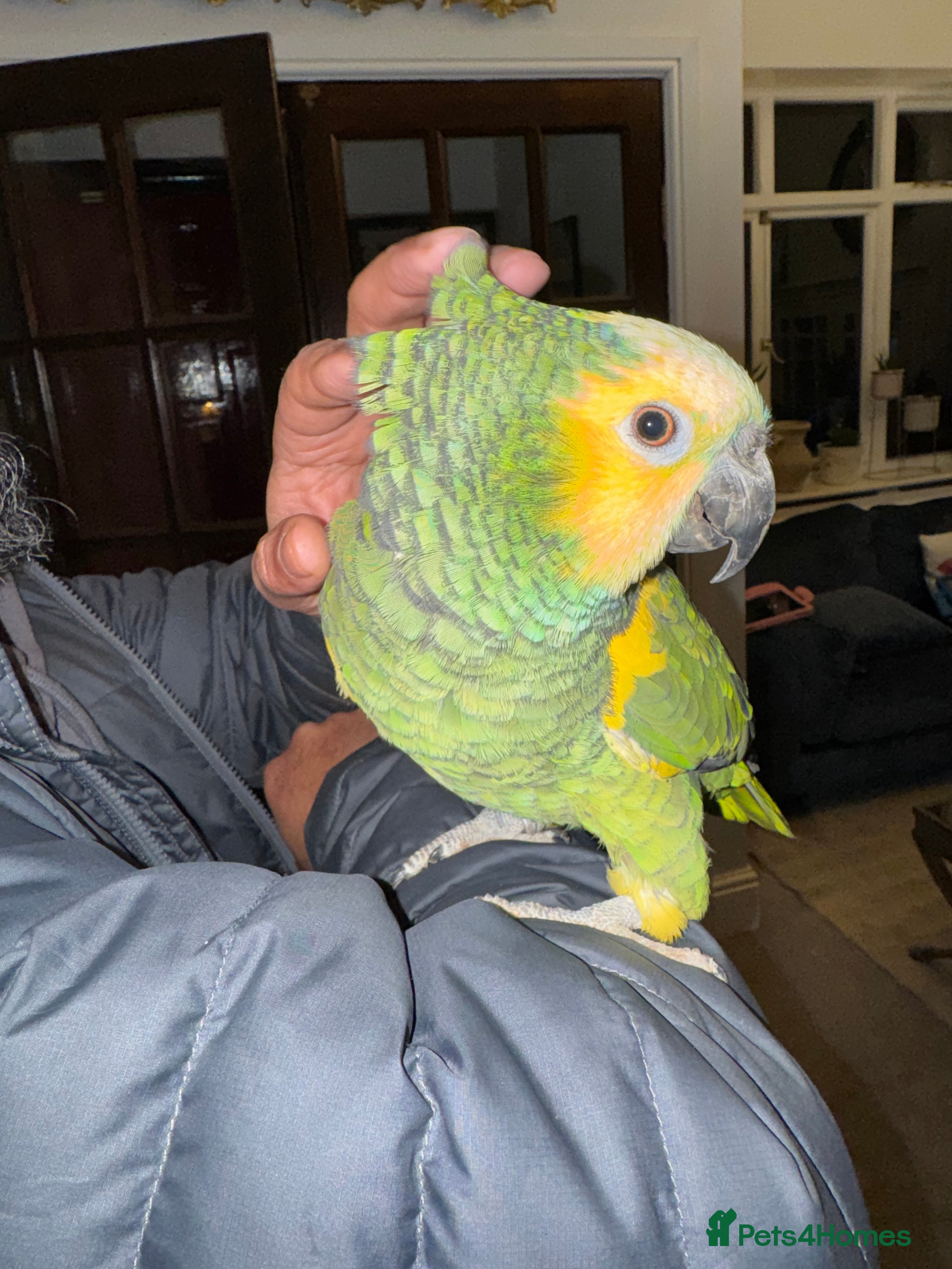 Macaws birds Tame&talking blue fronted amazon - Advert 12