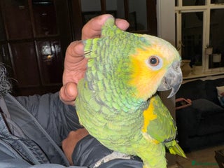 Macaws birds Tame&talking blue fronted amazon - Advert 12