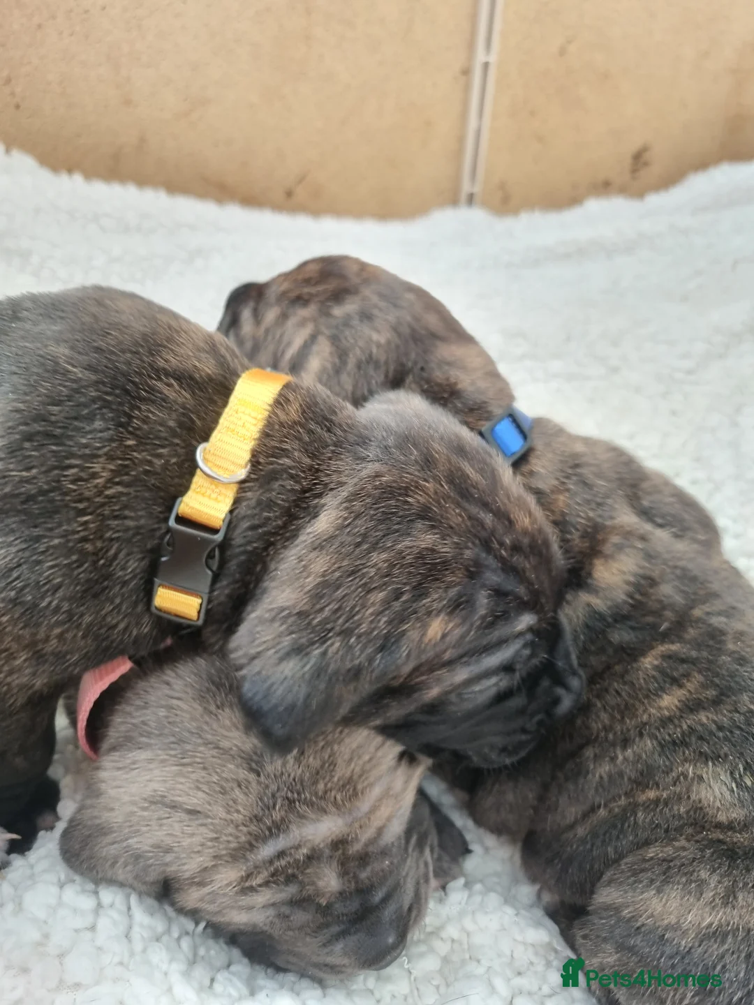 Cane Corso dogs for sale: ITALIAN CANE CORSO  - Advert 13