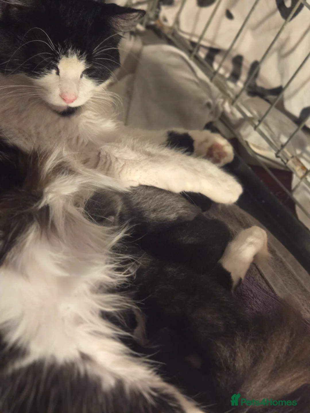 Mixed Breed cats for sale: 4 black and white kittens  in St Albans - Advert 2