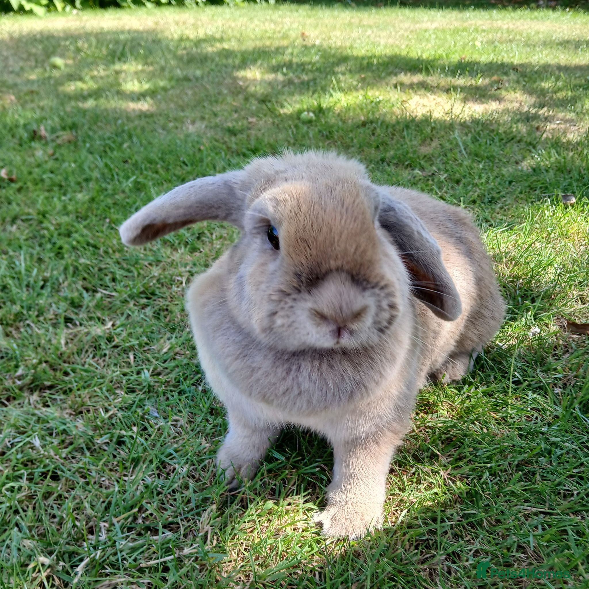 Mini Lop rabbits Mini lop female 2 1/2 years old - Advert 4