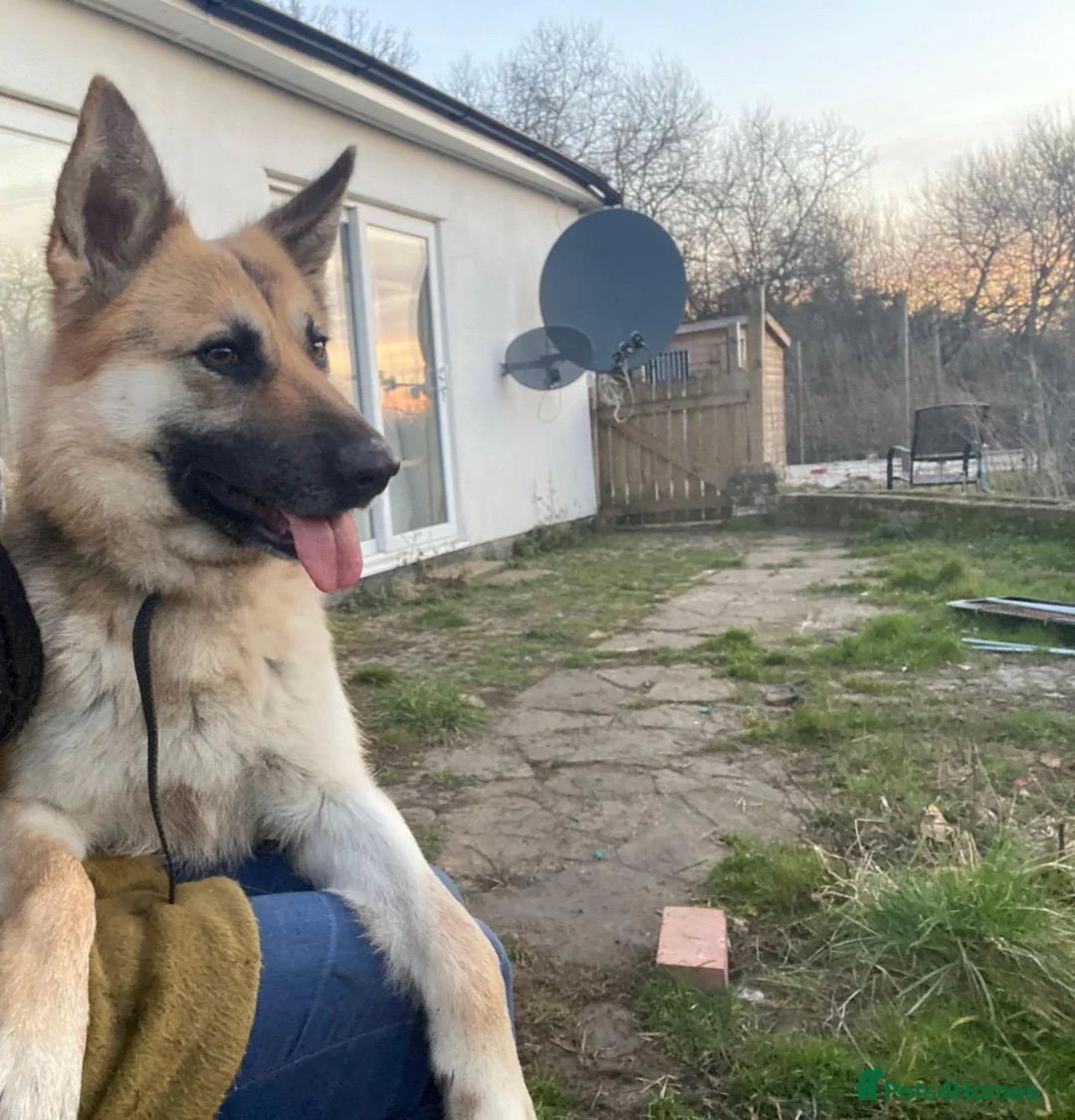 German Shepherd dogs for sale: Beautiful German Shepherd – Forever Home Needed - Advert 1