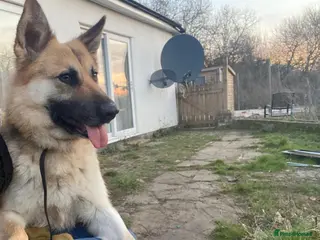 German Shepherd dogs Beautiful German Shepherd – Forever Home Needed - Advert 8