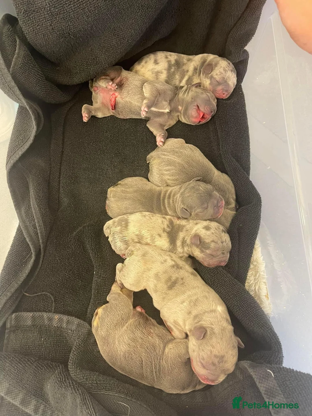 French Bulldog dogs for stud: LILAC AND TAN MERLE FRENCH BULLDOG STUD in Sunderland - Advert 9