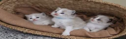 Ragdoll cats for sale: Tica Registered 💎 Ragdoll Kittens - Advert 3