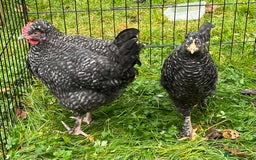 Chickens poultry for sale: Aracana hybrid green egg layers chickens - Image 5