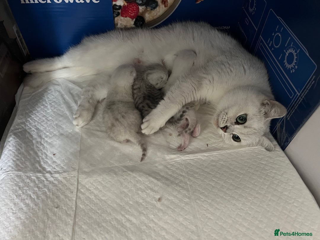 British Shorthair cats for sale: BSH Silver Tabby kittens for Sale! - Image 11