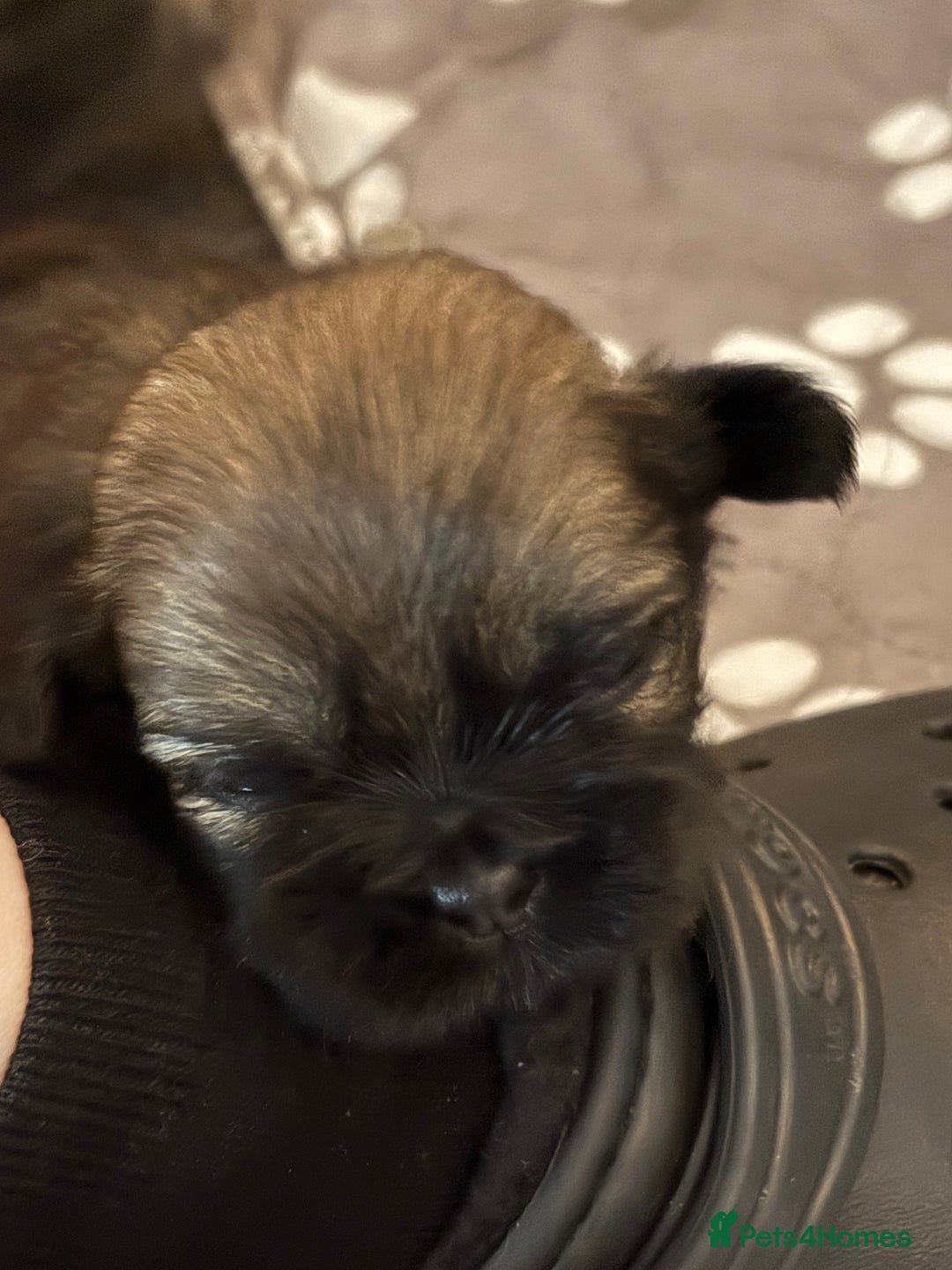 Shih Tzu dogs for sale: Shih tzus  - Image 27