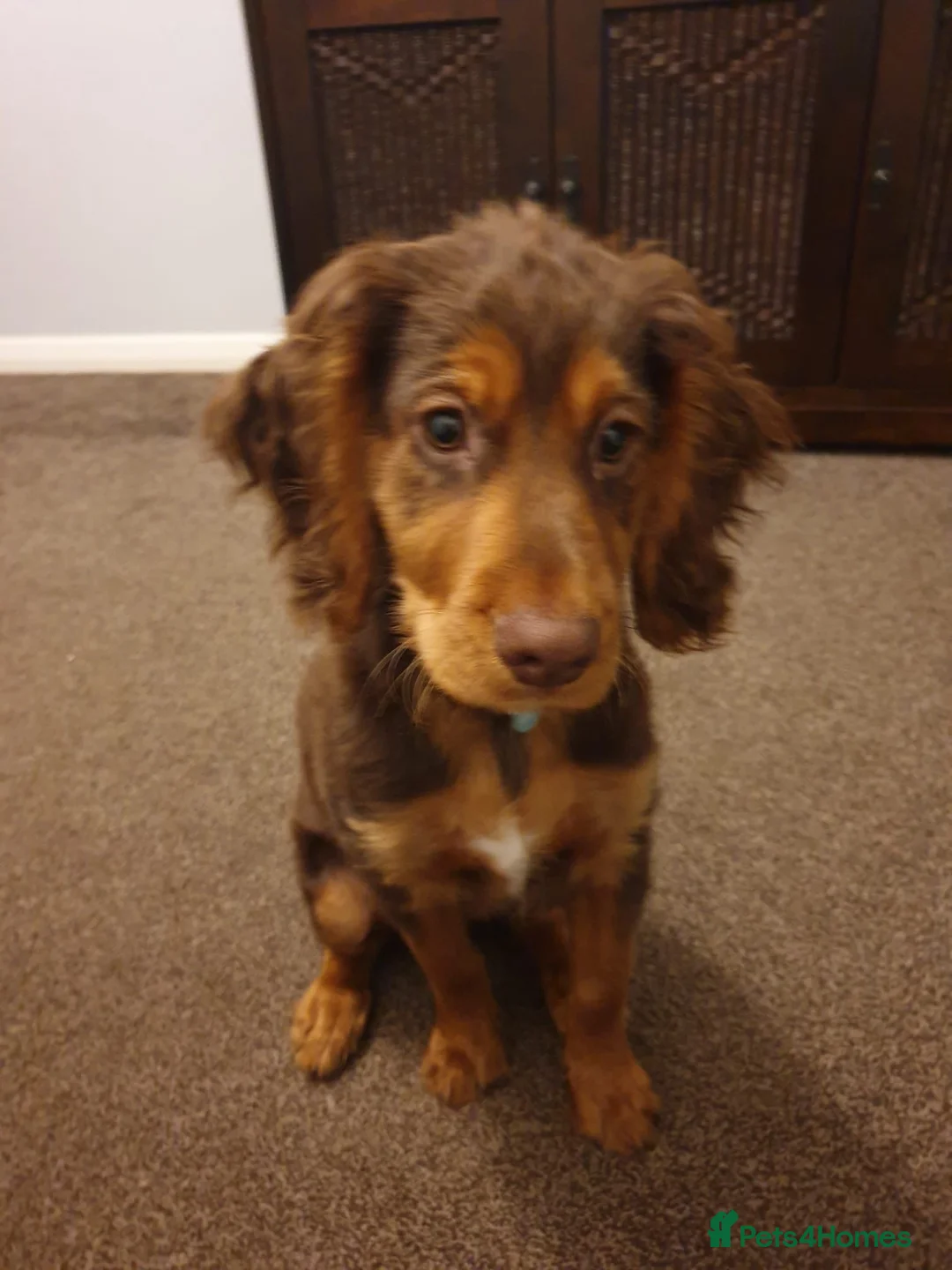 Cocker Spaniel dogs for stud: KC REGISTERED COCKER SPANIEL STUD in Worcester - Advert 13