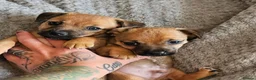 Jack Russell dogs for sale: Last male JRT to find he's forever home  - Advert 4