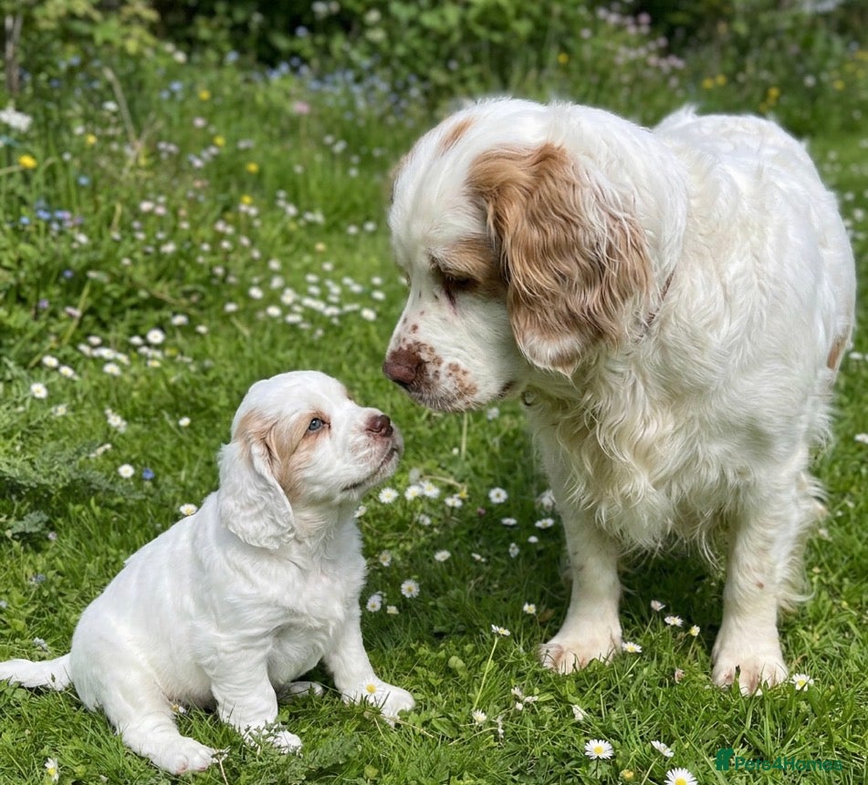 Clumber Spaniel dogs Dear little Clumber, female lemon and white - Advert 10
