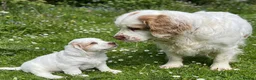 Clumber Spaniel dogs for sale: Dear little Clumber, female lemon and white - Advert 1