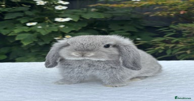 Mini Lop rabbits - Advert 11