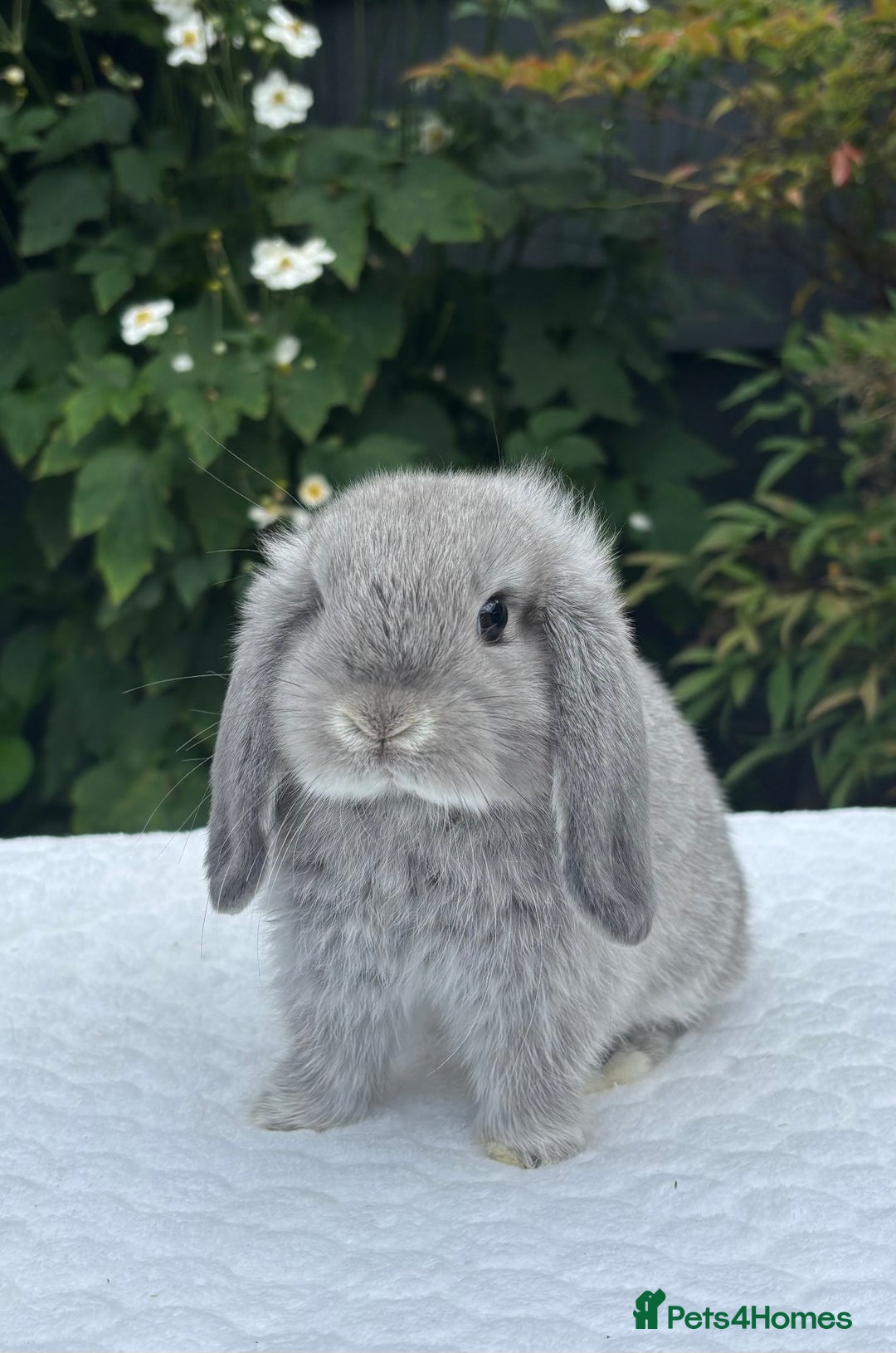 Mini Lop rabbits for sale: Stunning Pure Bred Baby Mini Lops - Image 3