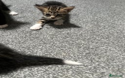 Domestic Shorthair cats for sale: beautiful tabby and black and white kittens - Image 14