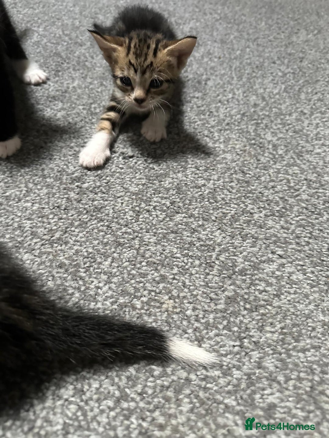 Domestic Shorthair cats for sale: beautiful tabby and black and white kittens - Image 14