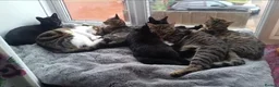 Mixed Breed cats for sale: Clyde and Reuben  in Exeter - Advert 1