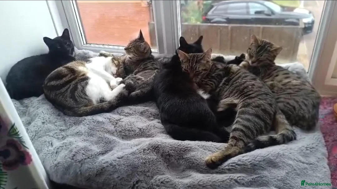 Mixed Breed cats for sale: Clyde and Reuben  in Exeter - Advert 1