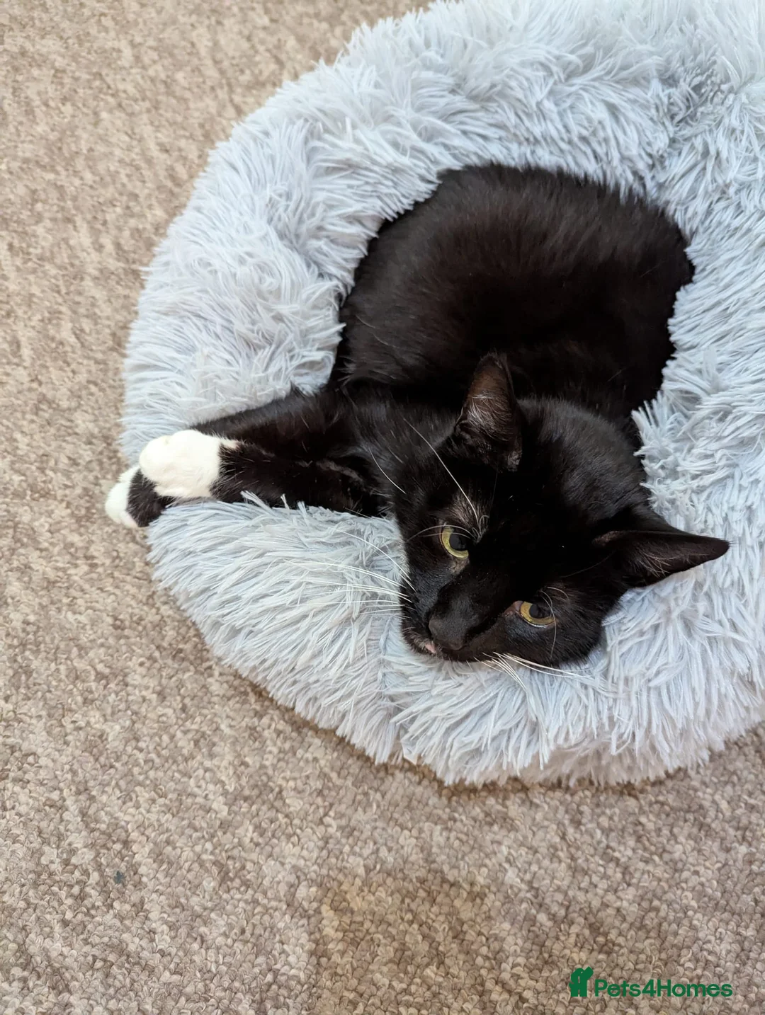 Domestic Shorthair cats for adoption: Buddy and Ozzy seeking their perfect homes - Advert 7