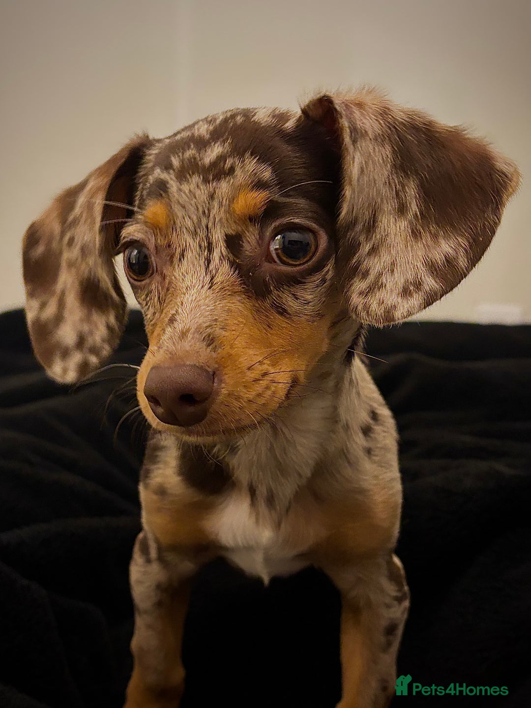 Mixed Breed dogs for sale: Chiweenie puppy - Advert 3