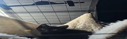 Mixed Breed cats for sale: Stunning black, chocolate and grey tabbys  - Advert 2