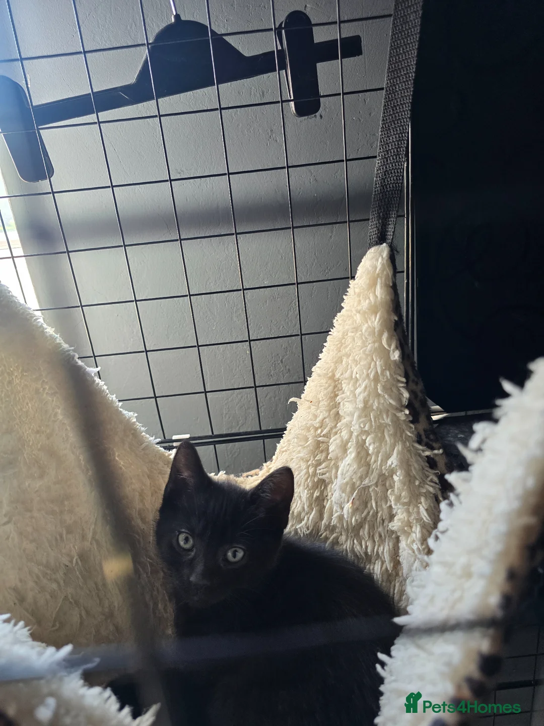 Mixed Breed cats for sale: Stunning black, chocolate and grey tabbys  - Advert 2