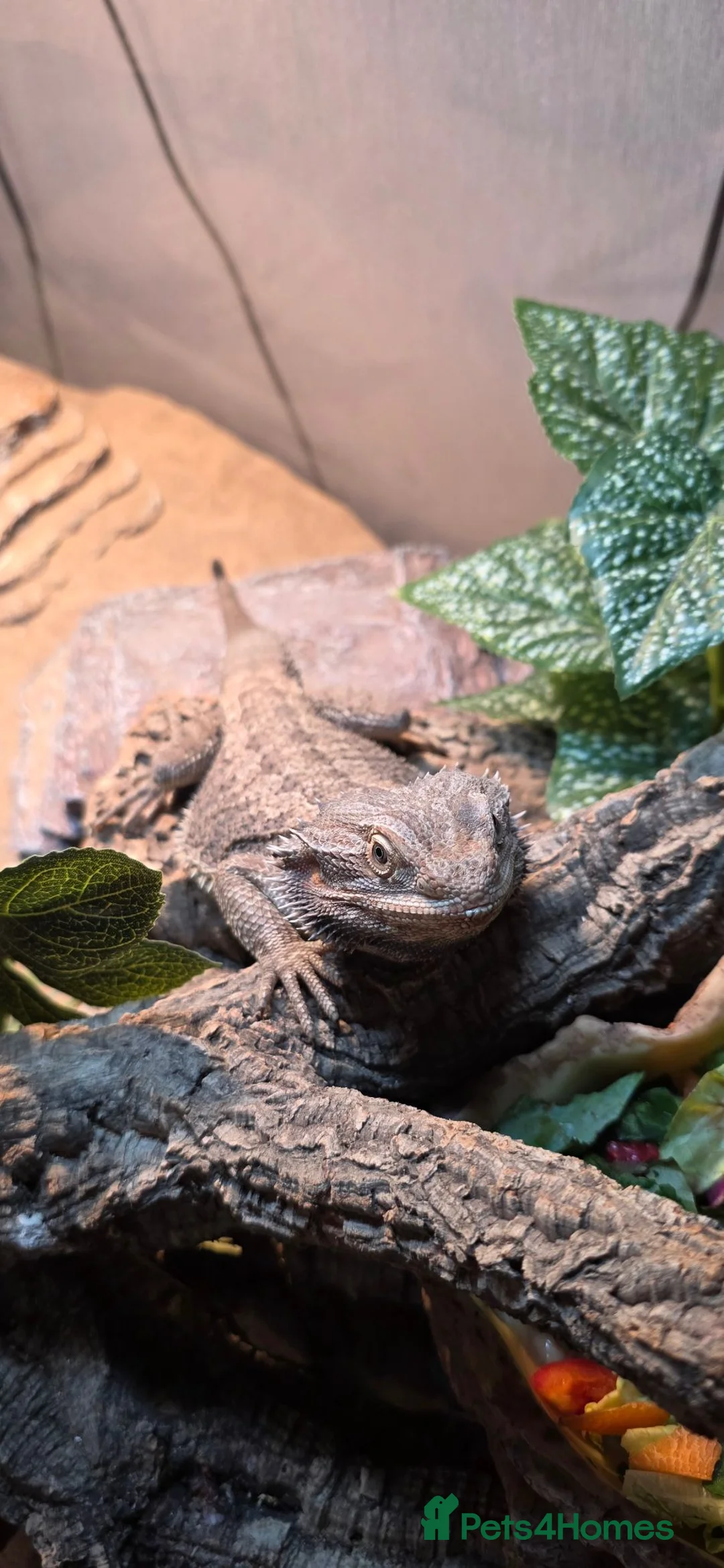 Bearded Dragon reptiles for sale: Bearded Dragon FREE in Manchester - Advert 1