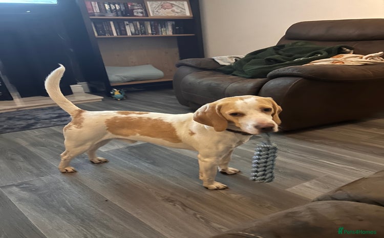Beagle dogs - Advert 12