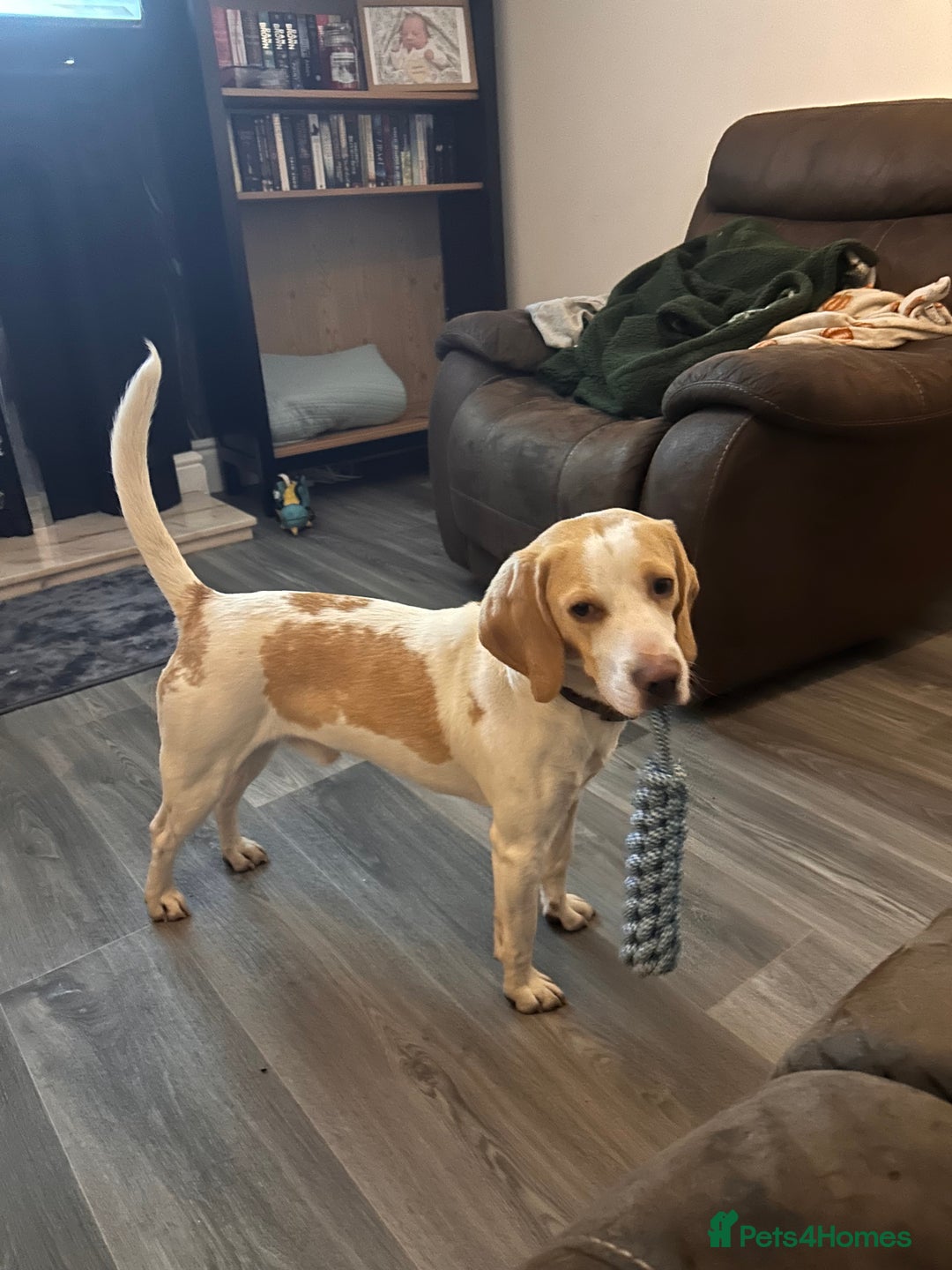 Beagle dogs for sale: 2 year old yellow coloured Beagle - Image 1