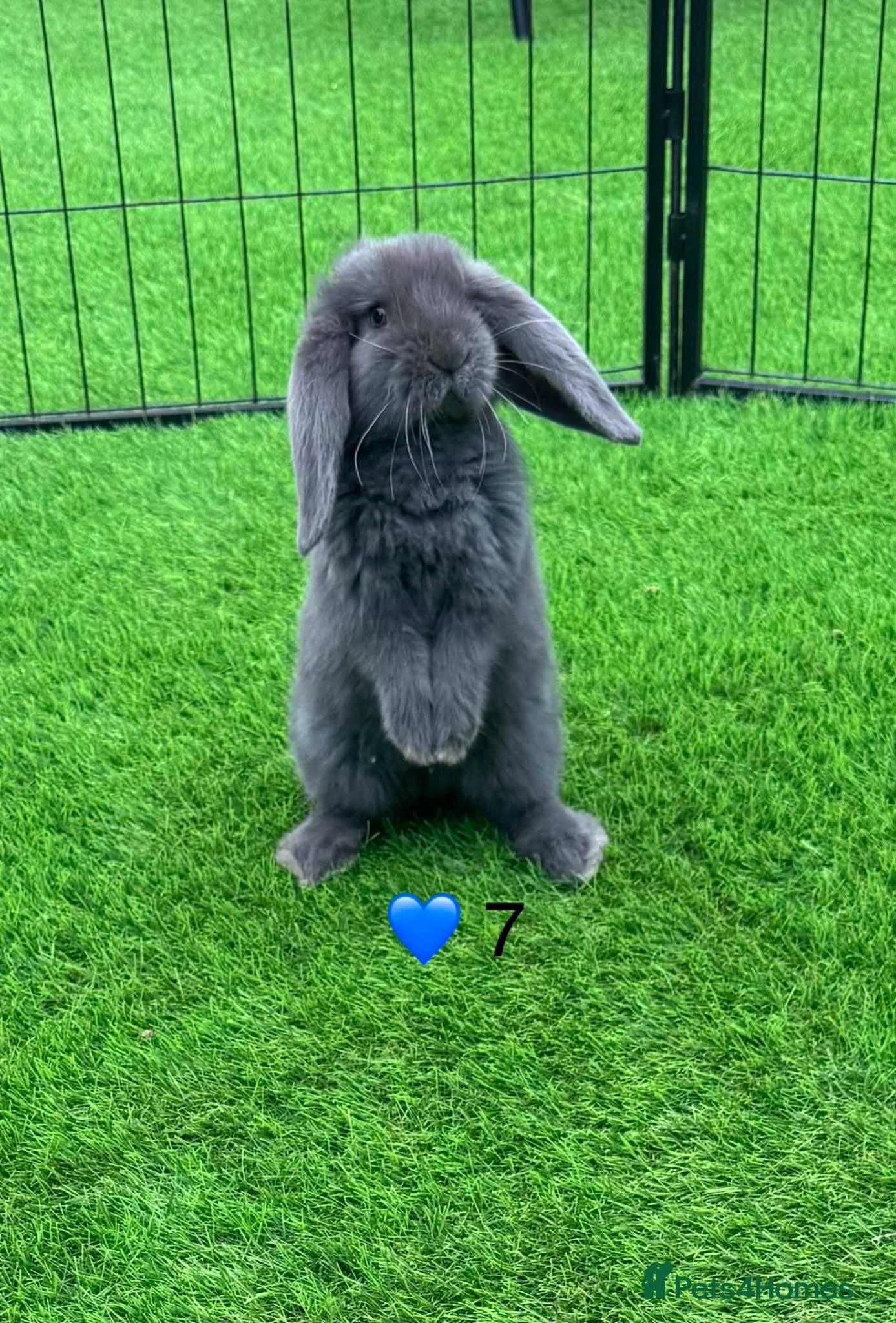 French Lop rabbits French lops - Advert 6