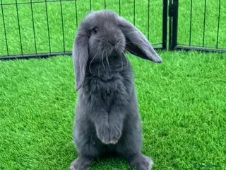 French Lop rabbits French lops - Advert 6