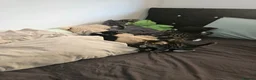 Domestic Shorthair cats for sale: Domestic Shorthair cats in London - Advert 12