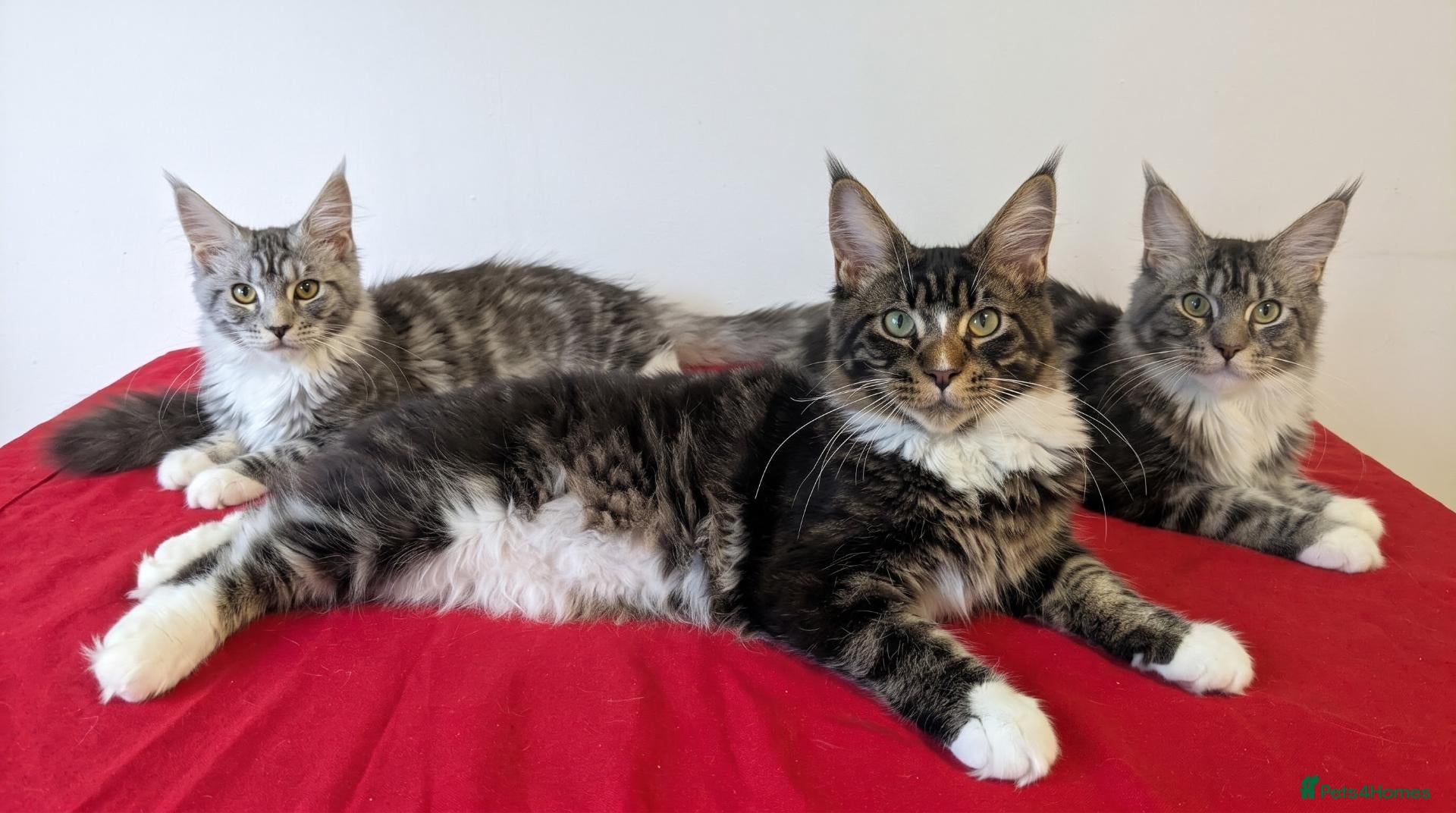 Maine Coon cats for sale: TICA Maine Coon Kittens | Champion Sired 🏆 - Advert 1