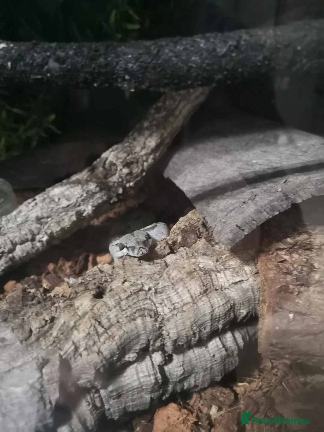 Boa Snake reptiles for sale: Female boa  in Wolverhampton - Advert 5