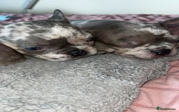 French Bulldog dogs for sale: Tri-colour Blue Merle Frenchie pups - Image 15