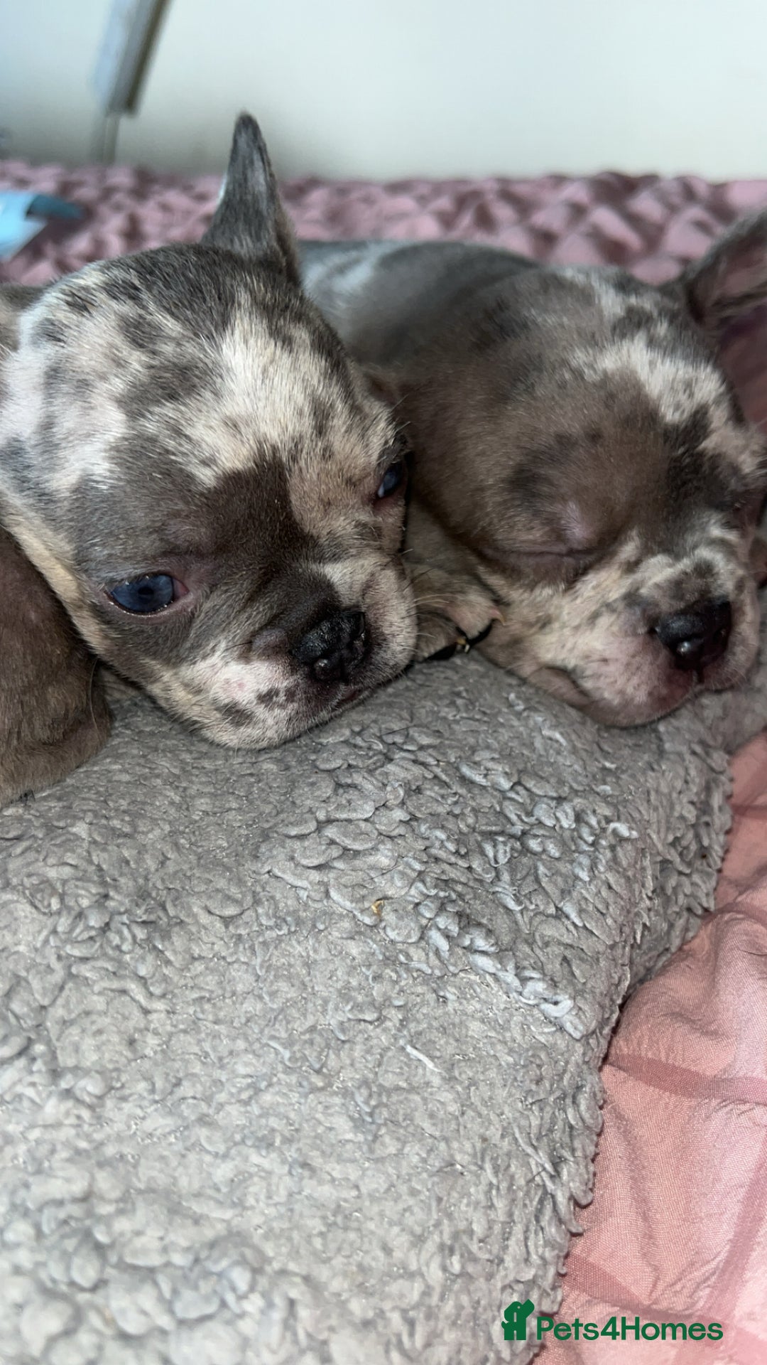 French Bulldog dogs for sale: Tri-colour Blue Merle Frenchie pups - Image 15