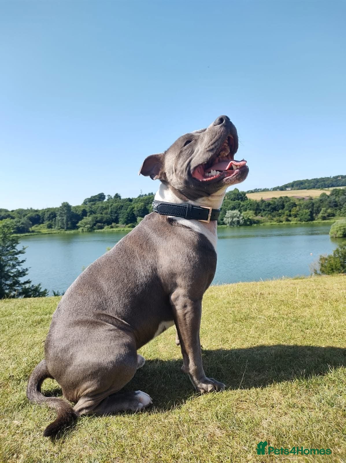 Staffordshire Bull Terrier dogs Beautiful Blue Staffordshire BullTerrier for stud  in Edinburgh - Advert 6
