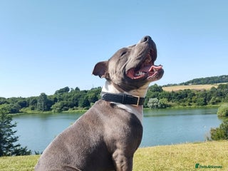 Staffordshire Bull Terrier dogs in Edinburgh - Advert 6