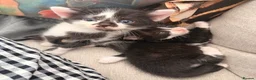 Mixed Breed cats for sale: Kittens  - Advert 13