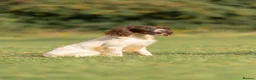 English Springer Spaniel dogs for sale: English springer spaniels  - Advert 4