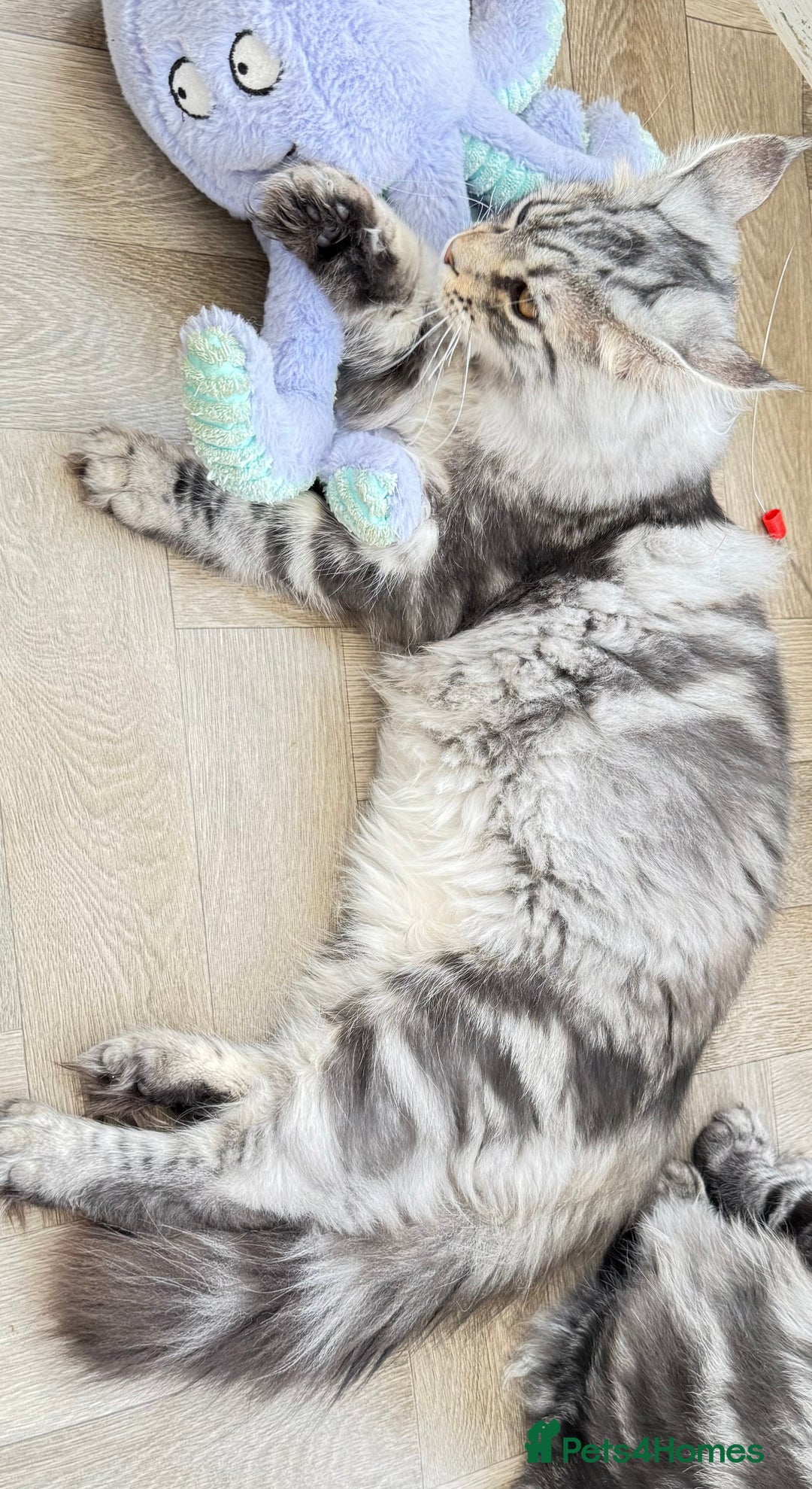 Maine Coon cats for sale: WE MAY SELL ACTIVE Top quality Maine coon kittens - Advert 29