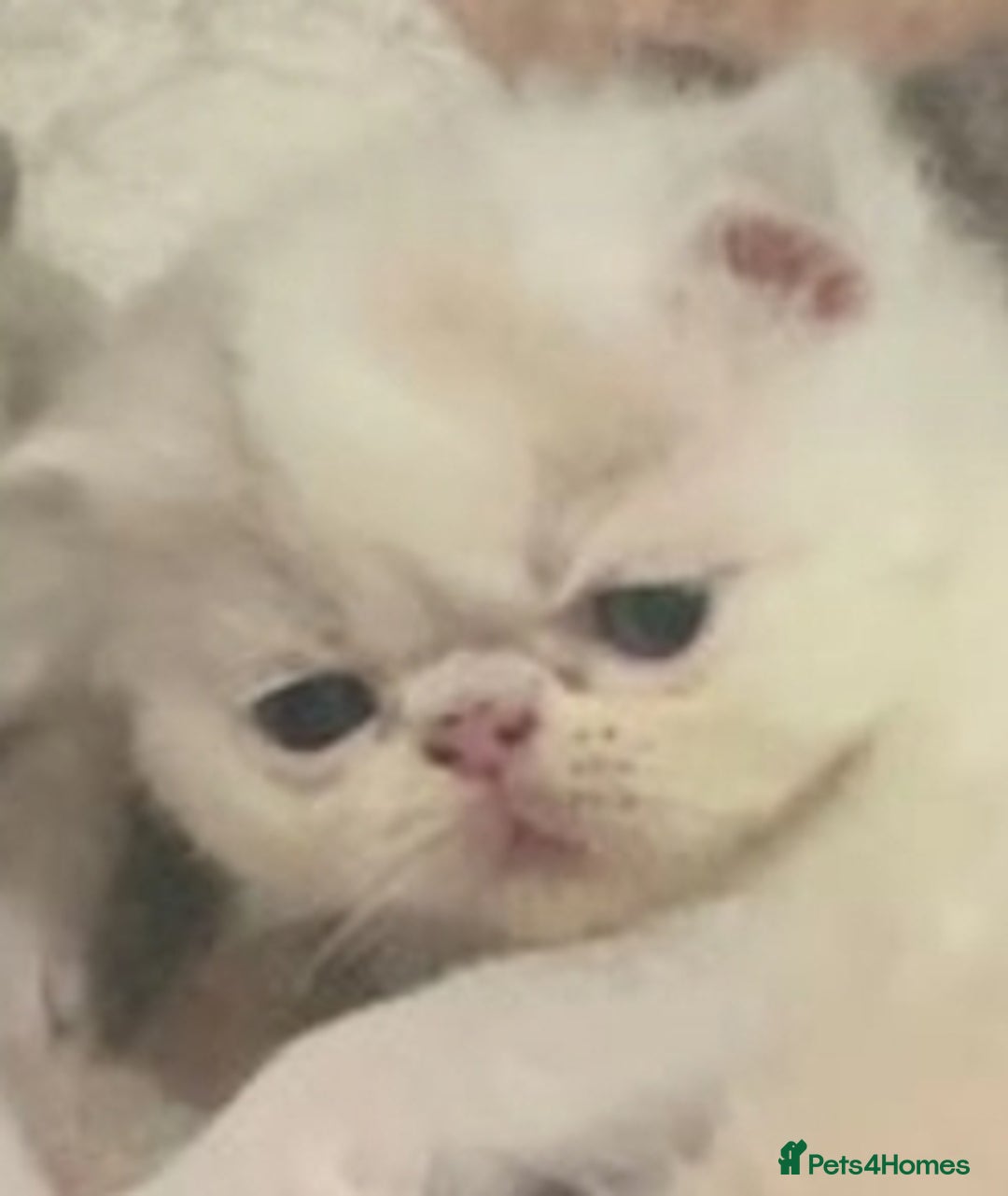 Exotic cats for stud: CREAM TABBY AND WHITE EXOTIC STUD in Barnsley - Advert 13