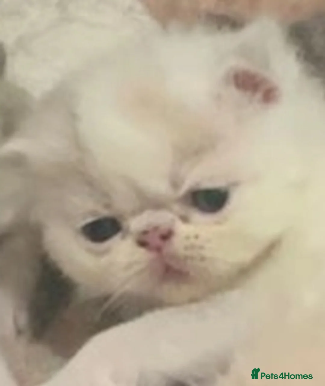 Exotic cats for stud: CREAM TABBY AND WHITE EXOTIC STUD in Barnsley - Advert 13